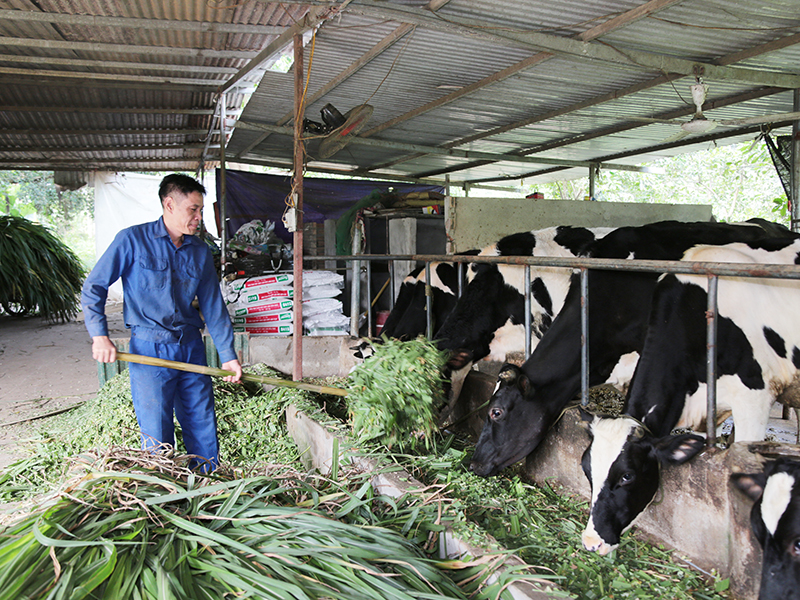 Chuyện chăn nuôi của lính Kho “ba một hai”