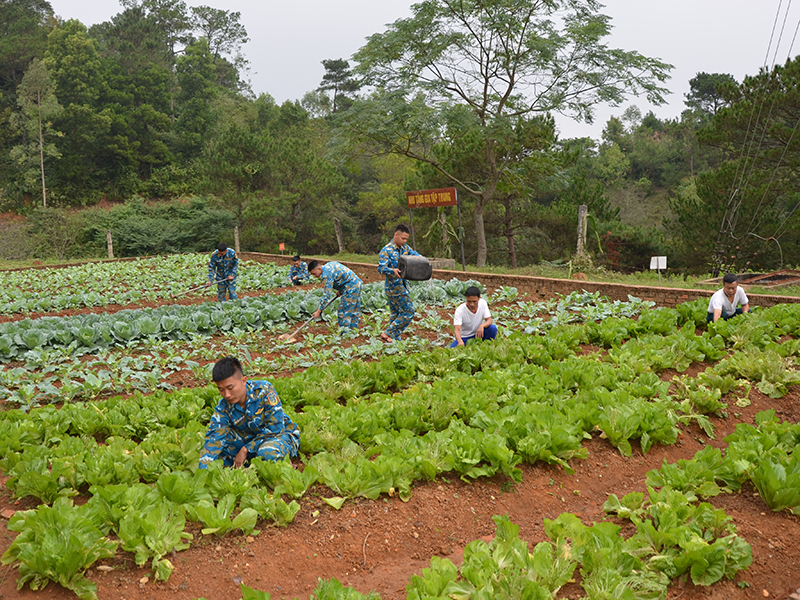 Trung đoàn 291 đẩy mạnh công tác tăng gia, chăn nuôi