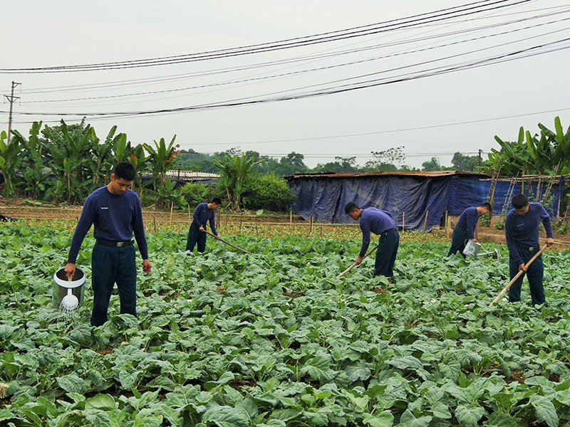 Sư đoàn 365 tích cực tăng gia, chăn nuôi