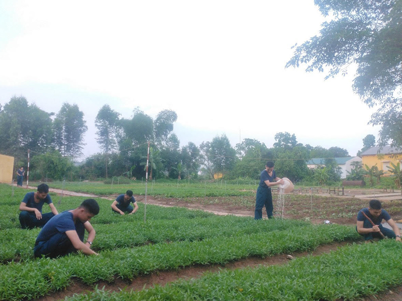 Chủ động bảo đảm nguồn rau xanh trong mùa nắng nóng