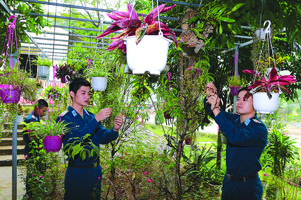 Làm đẹp doanh trại bằng cây cảnh