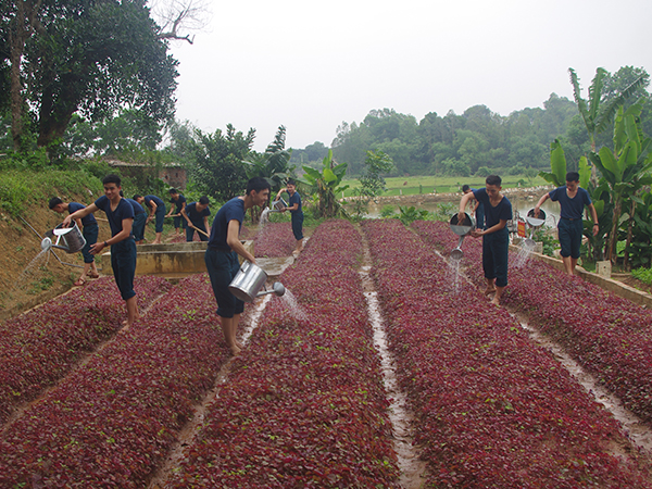 Tăng gia chăn nuôi giỏi ở tiểu đoàn 4
