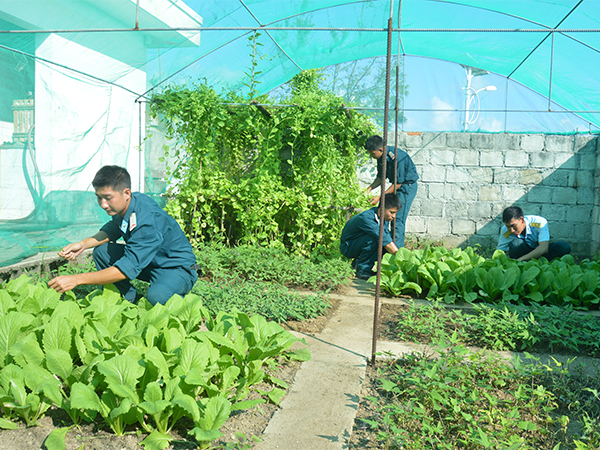 Rau xanh ở Trường Sa