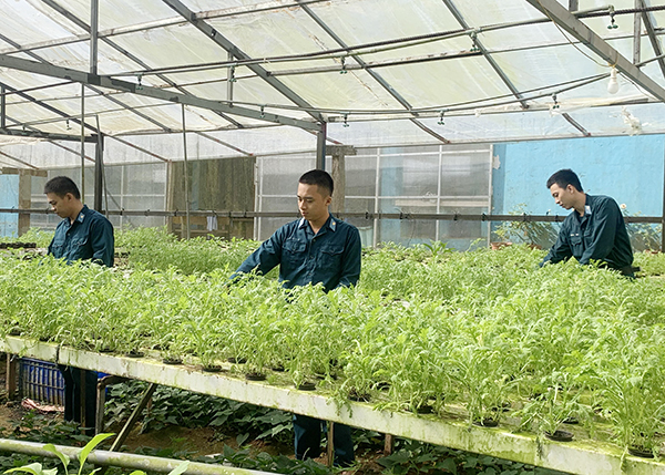 Vườn rau thủy canh của lính ra đa Côn Đảo
