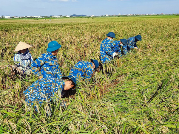 Cán bộ, chiến sĩ Tiểu đoàn 71 giúp nhân dân thu hoạch lúa phòng, chống bão