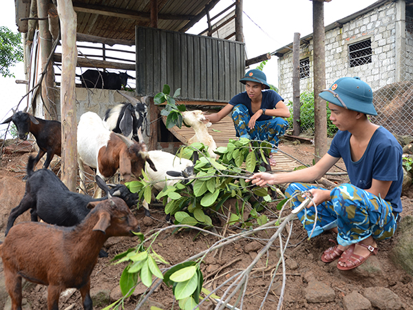 Tăng gia, chăn nuôi bên sườn núi