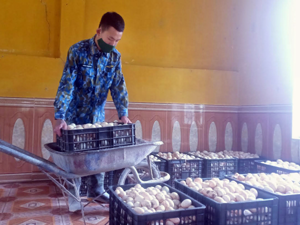 Mô hình tăng gia, chăn nuôi tập trung ở Sư đoàn 365
