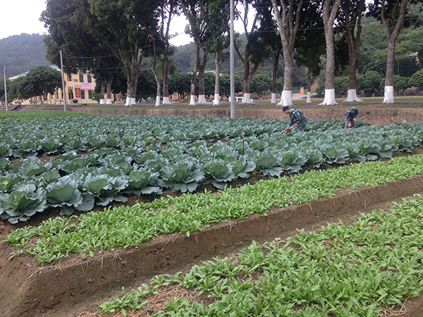 Sư đoàn 363 đẩy mạnh tăng gia sản xuất, thực hành tiết kiệm