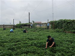 Tăng gia sản xuất 1