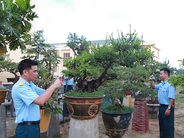 bonsai-tren-mien-cat-trang