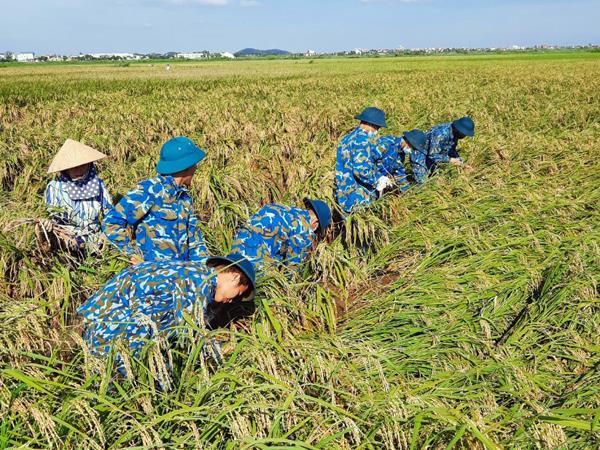 can-bo-chien-si-tieu-doan-71-giup-nhan-dan-thu-hoach-lua-phong-chong-bao