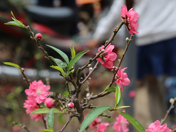 cho-hoa-hang-luoc-ha-noi