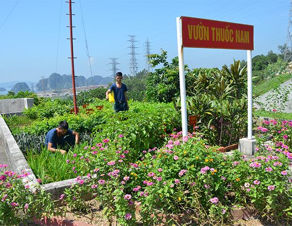 mau-xanh-tren-vung-dat-soi-da